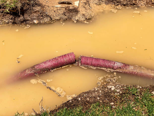 Best Flood restoration services  in Sherman, TX